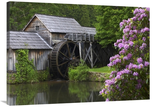 Global Gallery GCS-395943-40-142 40 in. Rhododendron Blossoming at Mab