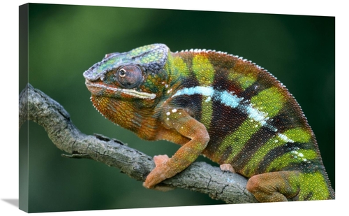 Global Gallery GCS-395294-2030-142 20 x 30 in. Panther Chameleon Male&