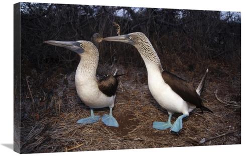 Global Gallery GCS-451393-2030-142 20 x 30 in. Blue-Footed Booby Pair 