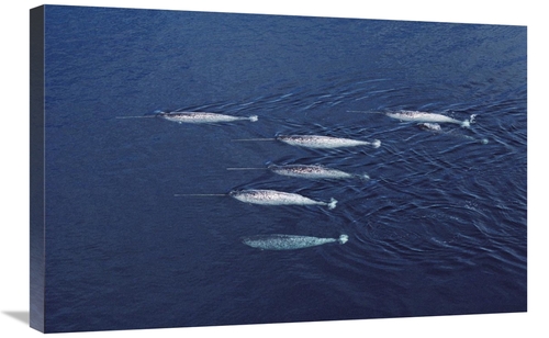 Global Gallery GCS-450593-2030-142 20 x 30 in. Narwhal Pod Aerial,