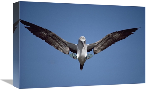 Global Gallery GCS-451139-1218-142 12 x 18 in. Blue-Footed Booby Court