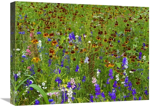 Global Gallery GCS-452170-1824-142 18 x 24 in. Delphinium & Mexican Ha