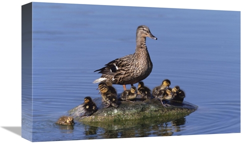 Global Gallery GCS-452276-1218-142 12 x 18 in. Mallard Duck with Chick