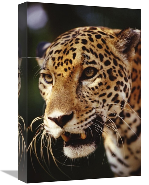 Global Gallery GCS-452754-1218-142 12 x 18 in. Jaguar Portrait, Be