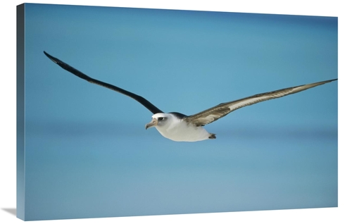 Global Gallery GCS-451430-2436-142 24 x 36 in. Laysan Albatross Naviga