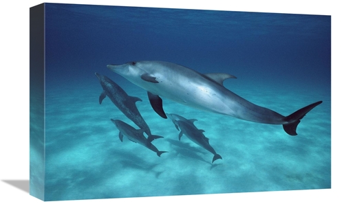 Global Gallery GCS-450692-1218-142 12 x 18 in. Atlantic Spotted Dolphi