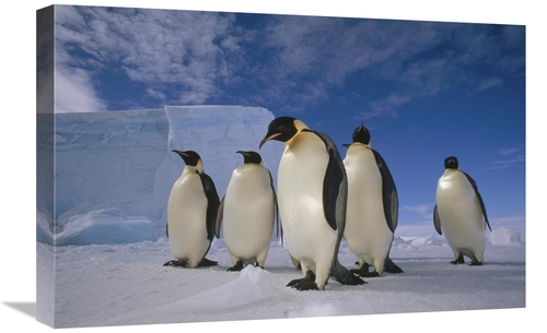 Global Gallery GCS-451179-1624-142 16 x 24 in. Emperor Penguin Group&#