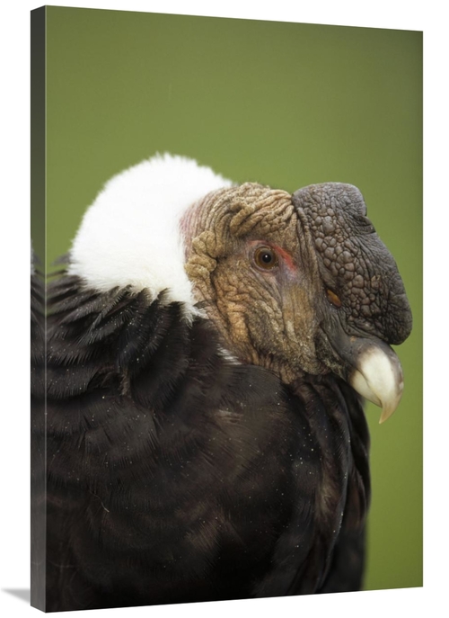 Global Gallery GCS-451356-2436-142 24 x 36 in. Andean Condor Adult Mal