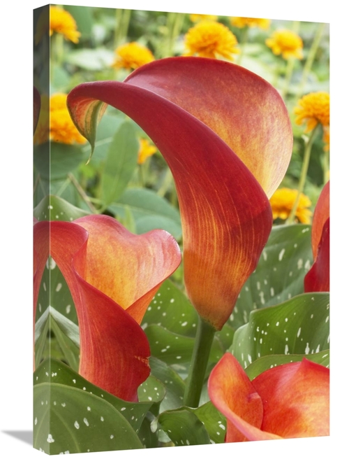 Global Gallery GCS-398394-1624-142 16 x 24 in. Calla Lily Captain Safa