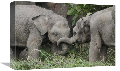 Global Gallery GCS-397705-1218-142 12 x 18 in. Asian Elephant Young Pl