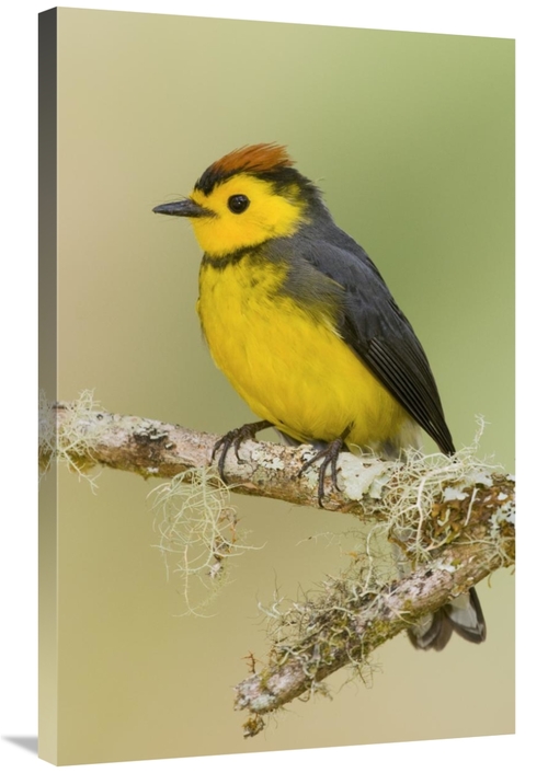 Global Gallery GCS-397267-2436-142 24 x 36 in. Collared Redstart, 