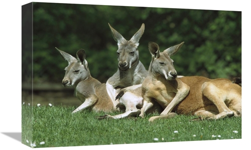 Global Gallery GCS-452568-1218-142 12 x 18 in. Red Kangaroo Trio Relax