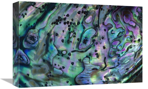 Global Gallery GCS-397452-1218-142 12 x 18 in. Rainbow Abalone, In