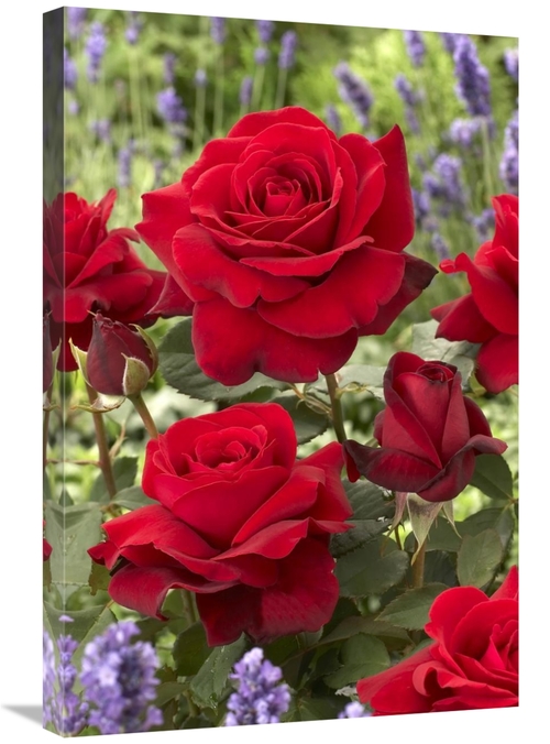 Global Gallery GCS-398318-2030-142 20 x 30 in. Rose Flowers Art Print 