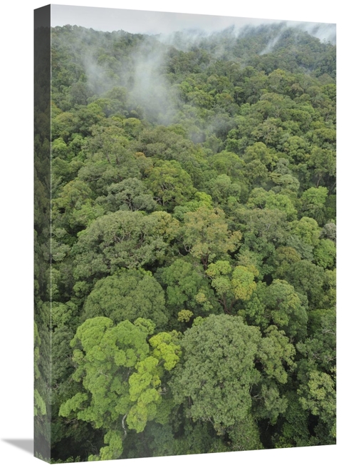 Global Gallery GCS-397576-1624-142 16 x 24 in. Canopy of Lowland Mixed