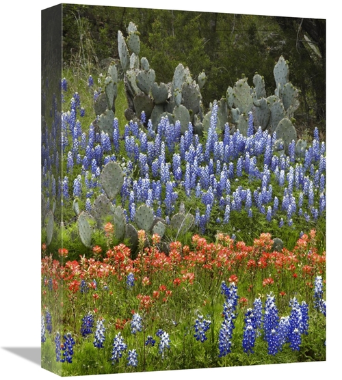 Global Gallery GCS-396137-1216-142 12 x 16 in. Bluebonnet & Pricky Pea