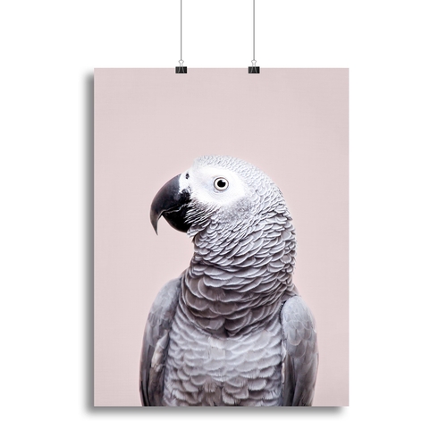 African Grey Canvas Print or Poster