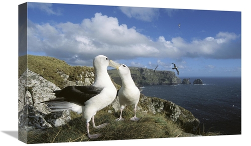 Global Gallery GCS-451594-22-142 22 in. White-Capped Albatross Pair Co