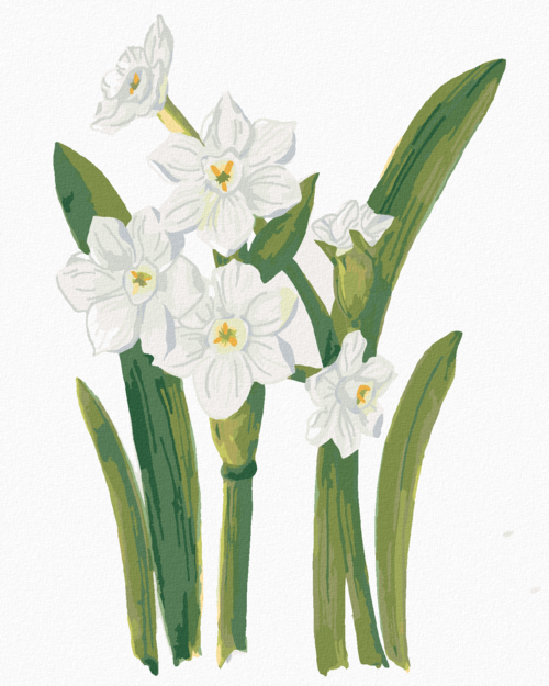 Paint by Numbers - WHITE DAFFODILS (ALEXANDRIA GILBERT)