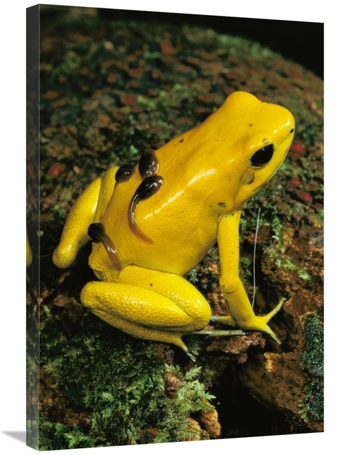 Global Gallery GCS-450756-2030-142 20 x 30 in. Golden Poison Dart Frog