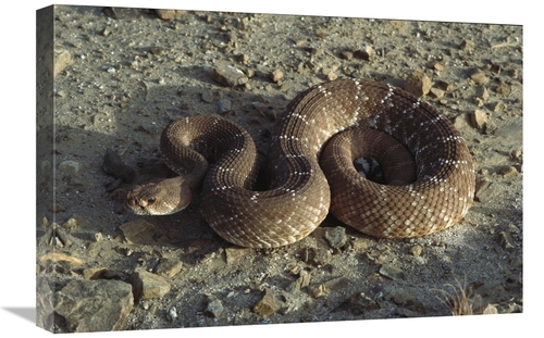 Global Gallery GCS-450733-1624-142 16 x 24 in. Red Rattlesnake, Ba