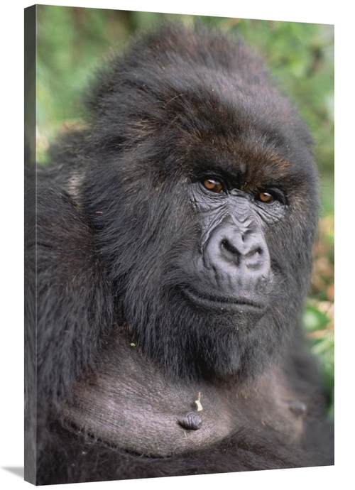 Global Gallery GCS-452794-2436-142 24 x 36 in. Mountain Gorilla Female