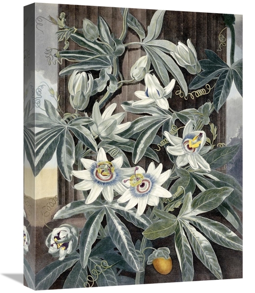 Global Gallery GCS-267393-22-142 22 in. Passion Flowers Art Print - Ro