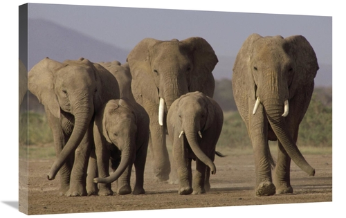 Global Gallery GCS-395763-2030-142 20 x 30 in. African Elephant Herd w
