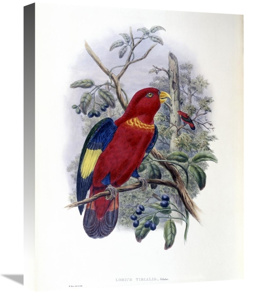 Global Gallery GCS-277743-22-142 22 in. Blue-Thighed Lory Art Print - 