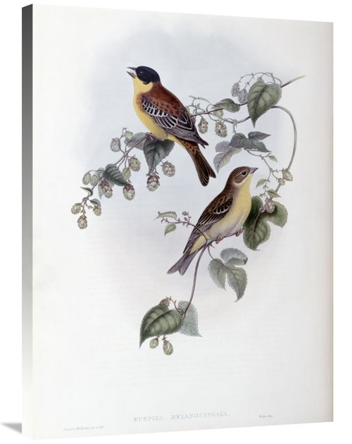 Global Gallery GCS-277740-36-142 36 in. Black Headed Bunting Art Print