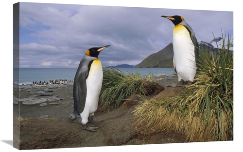 Global Gallery GCS-451110-2030-142 20 x 30 in. King Penguin Pair in Tu