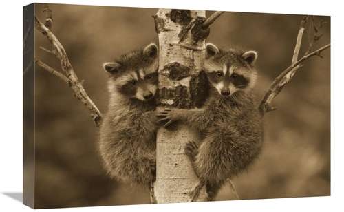 Global Gallery GCS-450502-1824-142 18 x 24 in. Raccoon Two Babies Clim