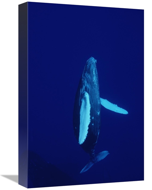 Global Gallery GCS-450790-1218-142 12 x 18 in. Humpback Whale Curious 