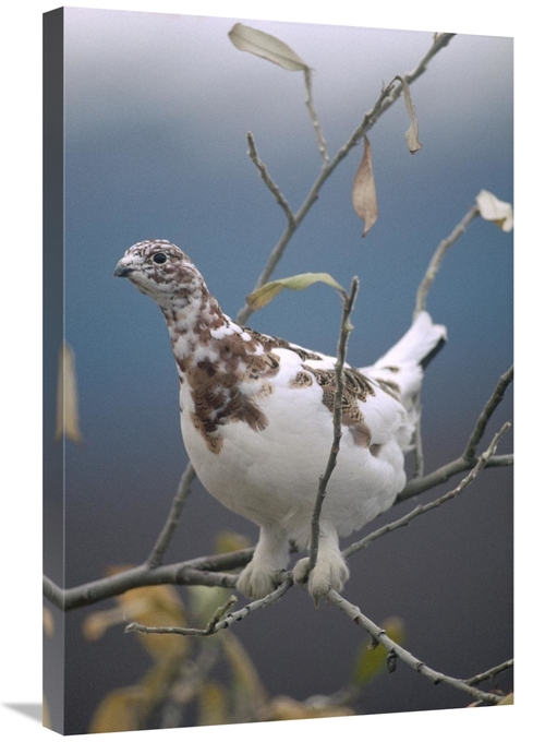 Global Gallery GCS-451852-2030-142 20 x 30 in. Willow Ptarmigan with F