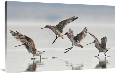 Global Gallery GCS-397470-44-142 44 in. Bar-Tailed Godwit Group Landin