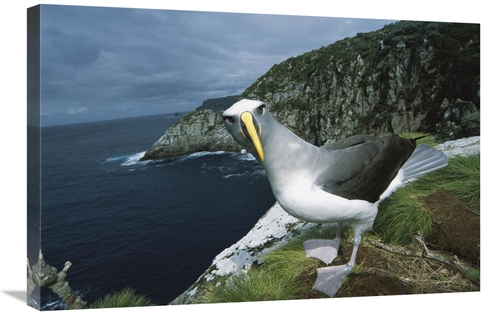 20 x 30 in. Bullers Albatross Investigating Potential Nest Site Snares