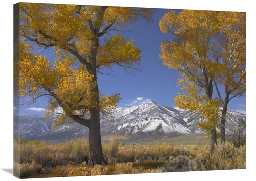 Global Gallery GCS-396406-2432-142 24 x 32 in. Cottonwood Trees, F