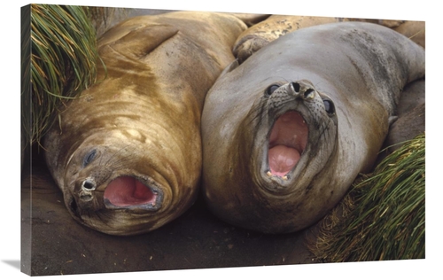 Global Gallery GCS-452456-2436-142 24 x 36 in. Southern Elephant Seal 