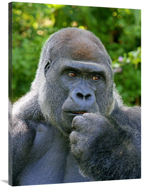 Global Gallery GCS-486609-40-142 40 in. Lowland Silverback Art Print -