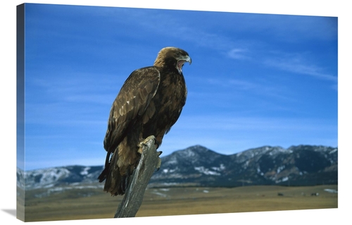 Global Gallery GCS-452292-2436-142 24 x 36 in. Golden Eagle Perching o