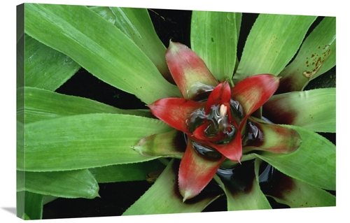 Global Gallery GCS-452865-2436-142 24 x 36 in. Orange Star Bromeliad C