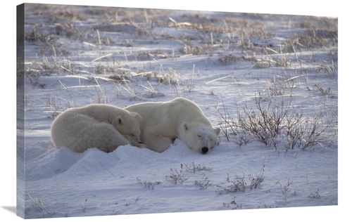 Global Gallery GCS-450941-2436-142 24 x 36 in. Polar Bear & Cub Near&#