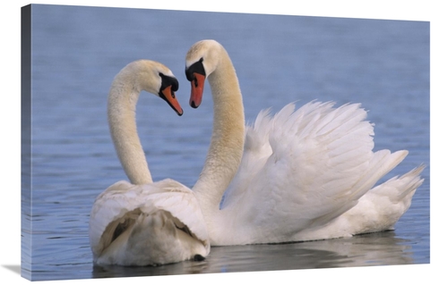 Global Gallery GCS-395570-2436-142 24 x 36 in. Mute Swan Pair Courting