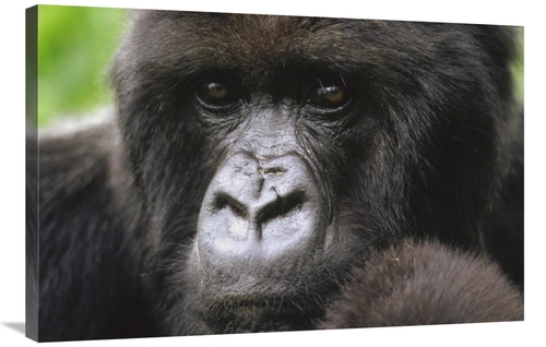 Global Gallery GCS-452817-2436-142 24 x 36 in. Mountain Gorilla Female