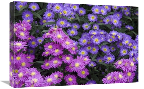 Global Gallery GCS-398319-1624-142 16 x 24 in. Aster Flowers Art Print