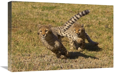 Global Gallery GCS-450865-1624-142 16 x 24 in. Cheetah Juveniles Playi