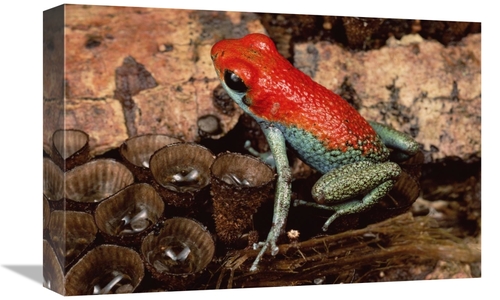 Global Gallery GCS-450763-1218-142 12 x 18 in. Granular Poison Dart Fr