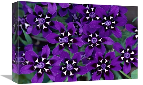 Global Gallery GCS-397240-1218-142 12 x 18 in. Painted Petal Spring Fl