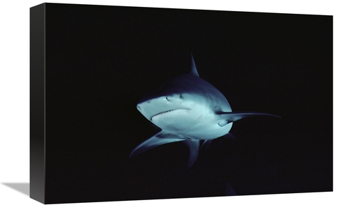 Global Gallery GCS-450656-1218-142 12 x 18 in. Bull Shark Underwater P