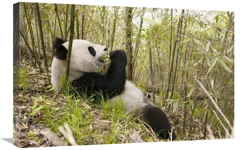 Global Gallery GCS-395893-2030-142 20 x 30 in. Xiang Xiang Eating Bamb